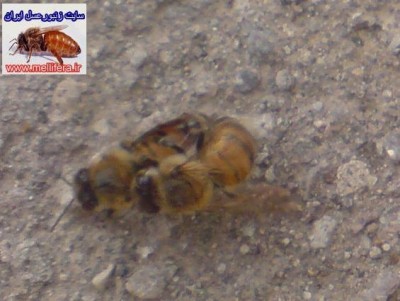 اين هم يه تصوير از زنبورعسلي كه ميخواست بدون اجازه وارد كندو بشه عاقبتش اين ميشه: