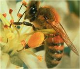 گرده گل زنبور عسل
