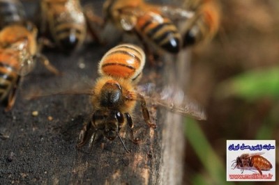 بال زدن زنبوران عسل جهت خنک کردن کندو جلوی دریچه پرواز