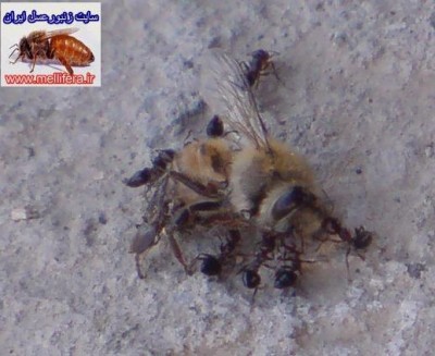 مورچه در زنبورداري