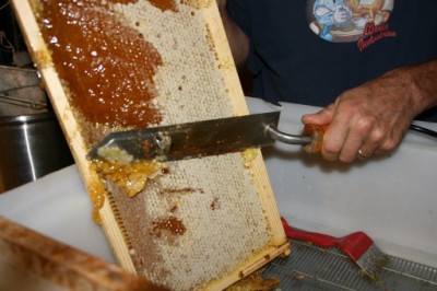 bee-honey-extraction-with-joe-8-512x341.jpg
