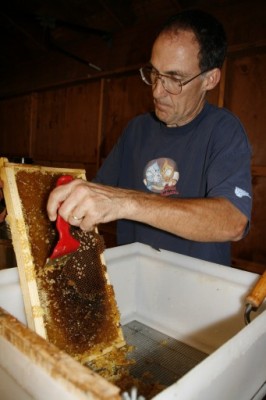 bee-honey-extraction-with-joe-6-341x512.jpg