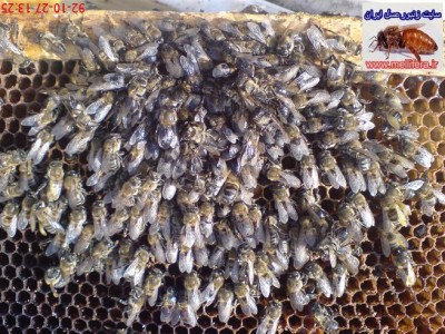 تلفات زنبوران عسل در اثر کمبود ذخیره عسل زمستانی و نحوه خوشه بستن زنبوران عسل در داخل كندو