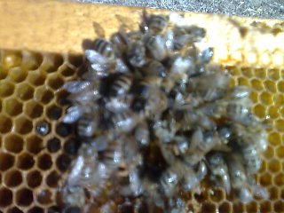 این عکس موقع بازدید از زنبورهای مرده که در اثر سرما یخ زده بودن به علت جمعیت کم