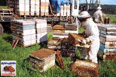 زنبورداری در اروپا