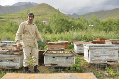 Soviet_style_hives_in_Tajikistan.JPG