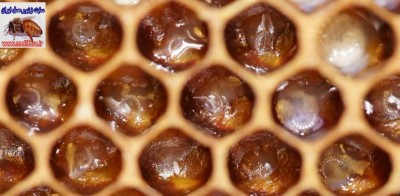 تصاویری از شکل و اندازه لارو پیوندی در تولید ملکه زنبورعسل