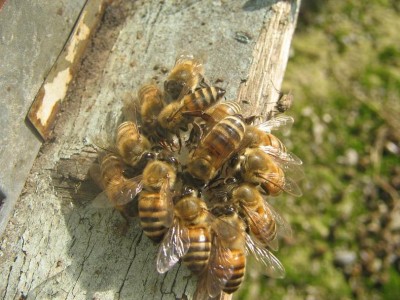 زنبورهای عزیزم