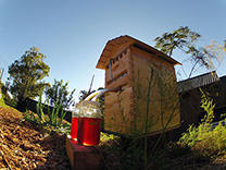 modern-bee-hive-1.jpg