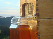modern-bee-hive-6.jpg