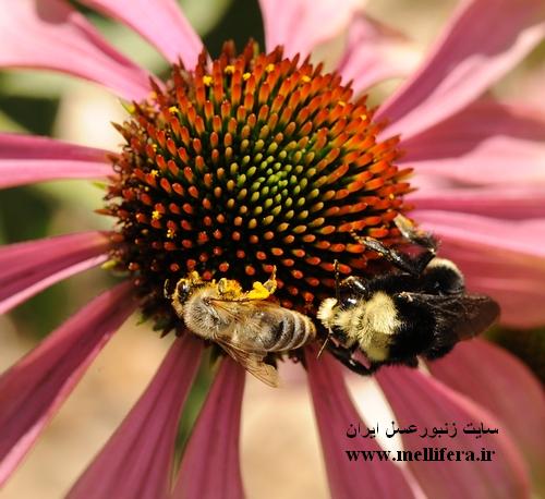 تصاویر زنبور بامبوس(بدون نیش) و زنبورعسل