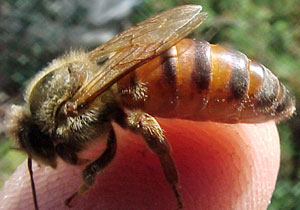 Africanized mellifera scutellata