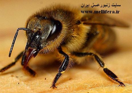 زنبور ناقص الخلقه و جهشی