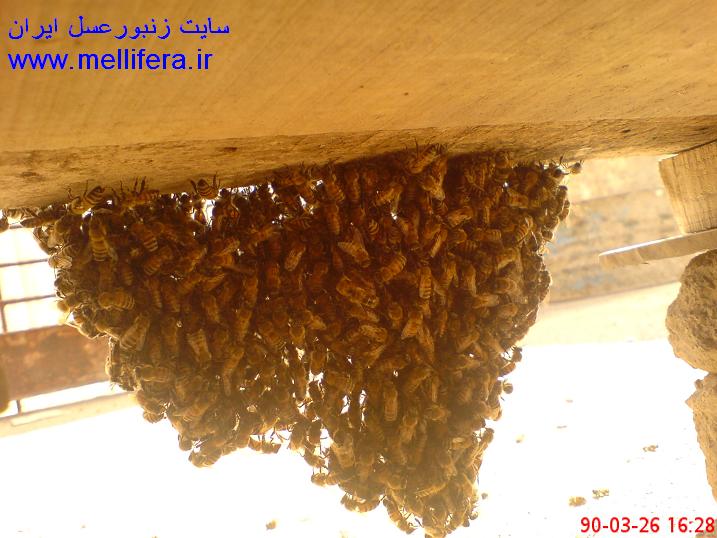 خوشه بستن زنبوران در اثر گرمای زیاد