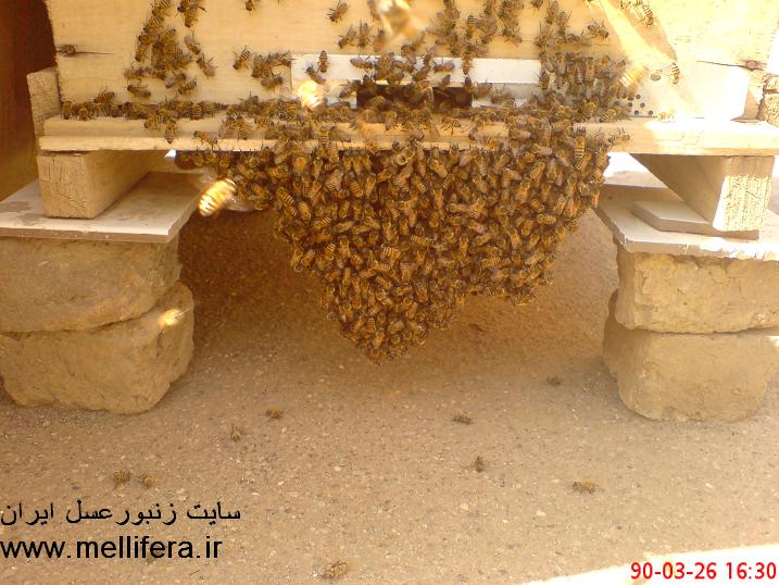 خوشه بستن زنبوران در اثر گرمای زیاد