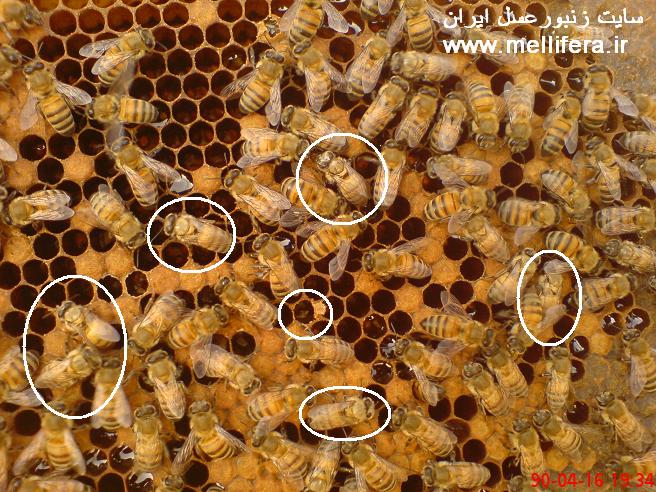 تصاویر زنبوران عسلی که تازه متولد شده اند(مشخصات)