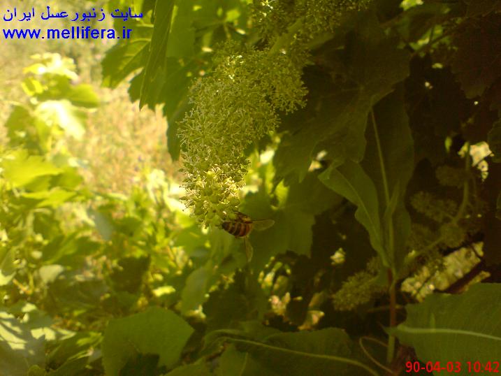 تصاویر گرده افشانی درخت انگور توسط زنبوران عسل