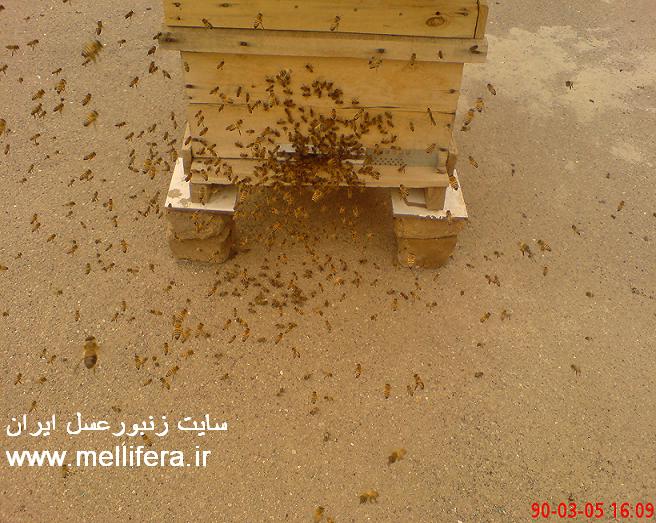 تصاویر خروج زنبوران از کندو برای شناسایی
