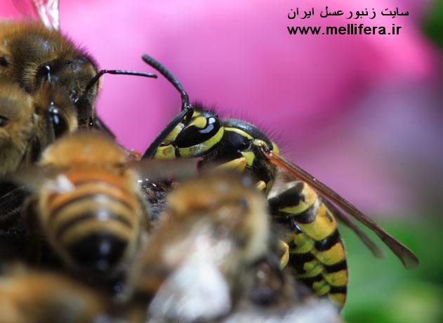 تصاویری از افات و شکارچیان زنبورعسل