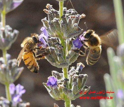 دو نژاد زنبورعسل زنبور ایتالیایی (چپ) و زنبور عسل Carniolan