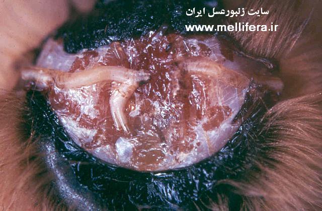 تصاویر کنه تراشه ای
