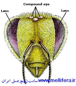 اناتومی چشم ساده و مرکب زنبورعسل