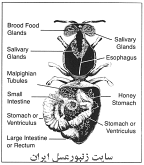 تصویر غدد داخلی و اعصاب زنبورعسل