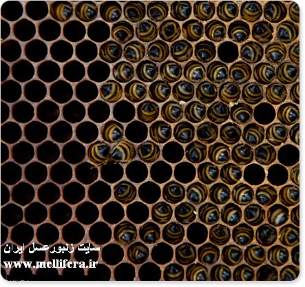 تلفات زنبوران عسل در اثر کمبود ذخیره عسل زمستانی