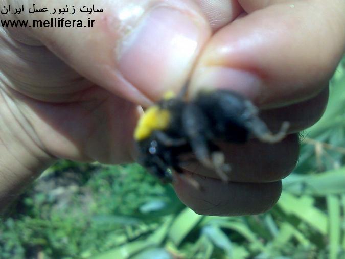 تصاویر زنبور بامبوس(بدون نیش)