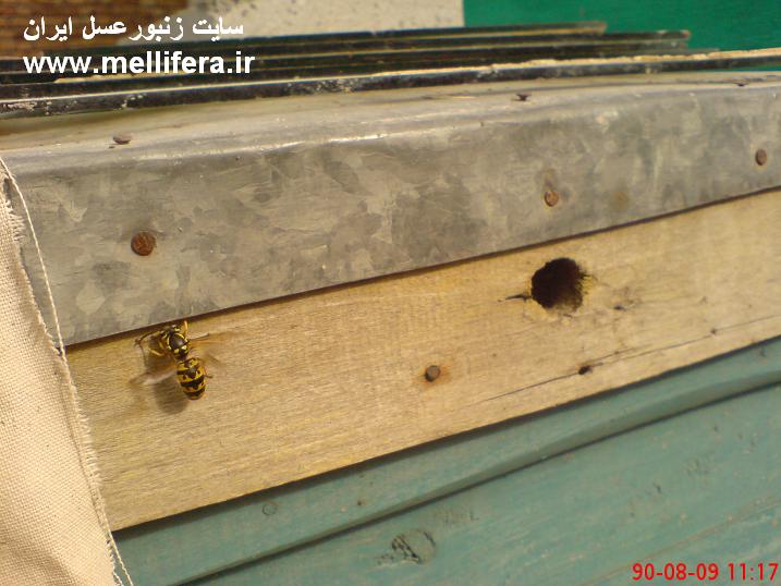 این هم ملکه زنبوران زرد که میخواد برای زمستان گذرانی جایی واسه هودش داخل کندوهای گرم زنبوران دستو پا کنه.