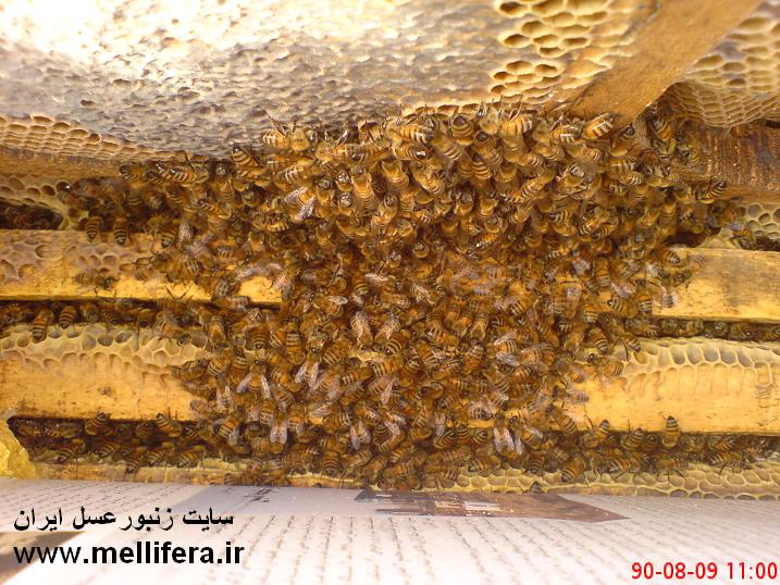 تصاویر نحوه زمستان گذرانی زنبوران داخل کندو