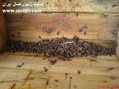 تلفات زنبوران عسل در اثر  کوران باد و تلفات کل کندو