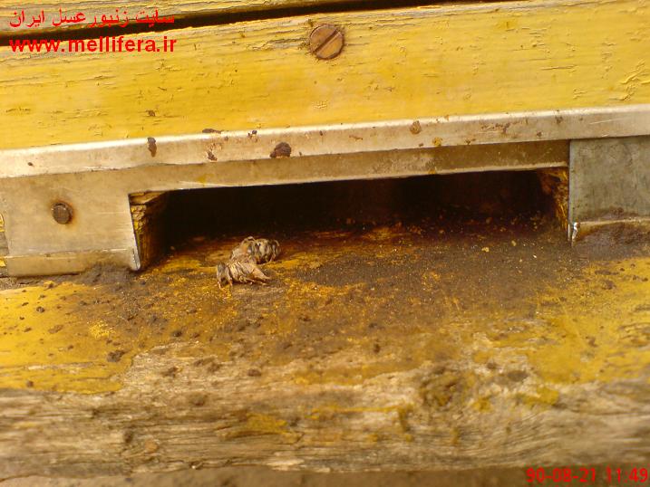 این هم تصاویری از بیرون انداختن شفیره هاست که نشون میده زنبورا دیگه به خوشه رفتن