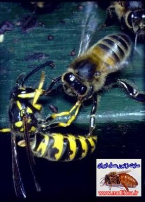 شكار زنبوران عسل توسط زنبوران زرد