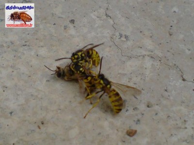 شكار زنبوران عسل توسط زنبوران زرد