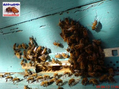 تجمع زنبوران در جلوي دريچه پرواز <br /><br /><br />اين تصاوير توسط خودم گرفته شده