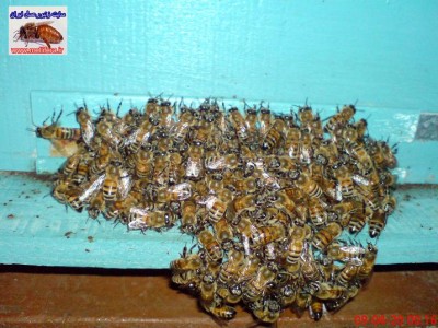 تجمع زنبوران در جلوي دريچه پرواز <br /><br /><br />اين تصاوير توسط خودم گرفته شده