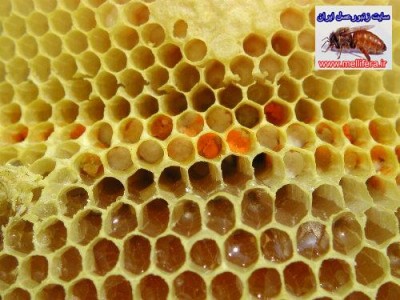 تصاويرگرده زنبورعسل((در سلول وجمع اوري شده))