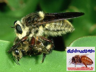 robert-parks-bumble-bee-robber-fly-with-honey-bee