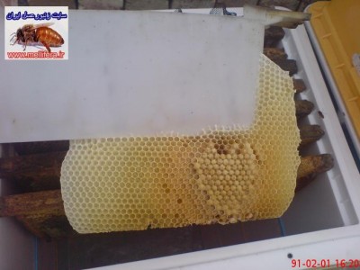 هزره بافي در زنبورعسل