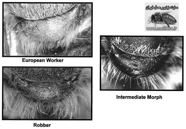 صفات ظاهري زنبورعسل