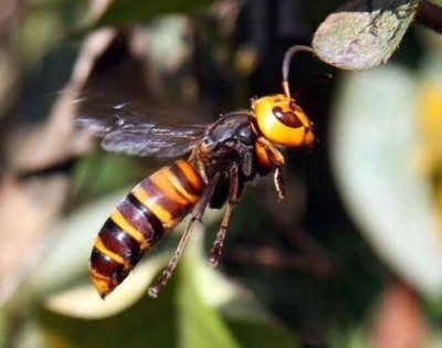 asian_giant_hornet1.jpg