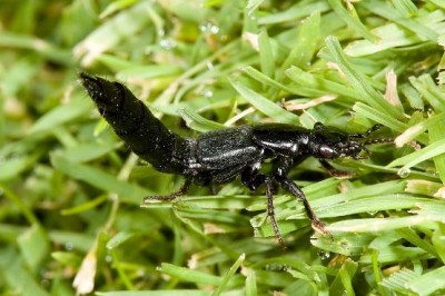گوشخیزک یا earwig