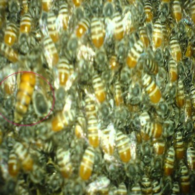 ملکه