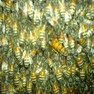 ملکه