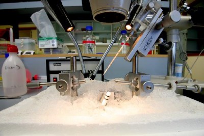 ArtificialInsem-x600.jpg