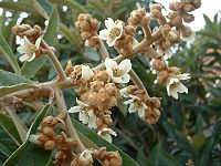 200px-BlossomingLoquat.jpg