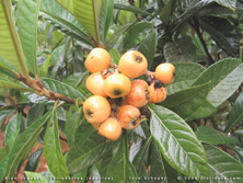 Eriobotrya_japonica_frt800.jpg