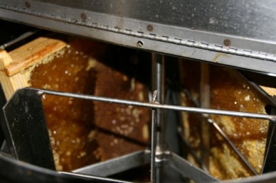 bee-honey-extraction-with-joe-7-512x341.jpg
