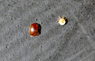 m&f_varroa.jpg